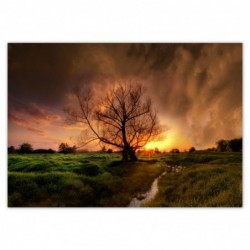 Plakat 100x70 Dąb w...