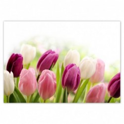 Plakat 100x70 Piękne tulipany