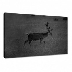 Obraz 60x40cm Jeleń na polanie