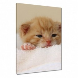 Obraz 40x60cm Miły kotek