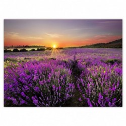 Plakat 135x100cm Lawendowa...