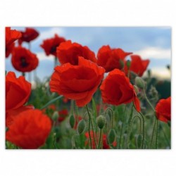 Plakat 135x100cm Maki polne...