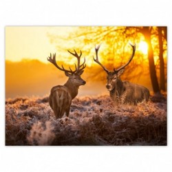 Plakat 135x100cm Jelenie o...