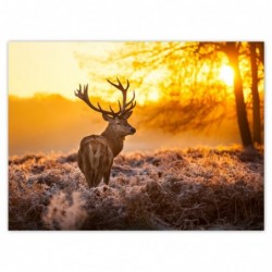 Plakat 135x100cm Jeleń o...