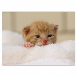 Plakat 135x100cm Miły kotek