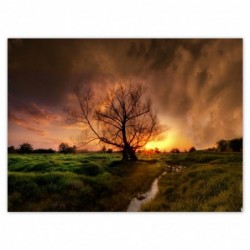 Plakat 135x100cm Dąb w...