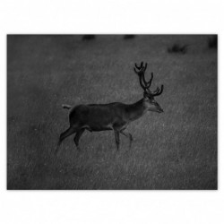 Plakat 135x100cm Jeleń na...