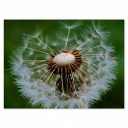 Plakat 135x100cm Dmuchawiec...