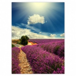 Plakat 100x135cm Lawendowy...