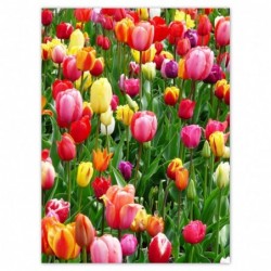 Plakat 100x135cm Kolorowe...