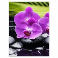 Plakat 100x135cm Storczyk...