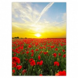 Plakat 100x135cm Pole maków...
