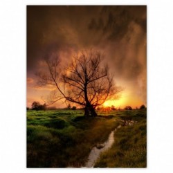 Plakat 100x135cm Dąb w...