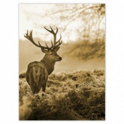 Plakat 100x135cm Jeleń w lesie