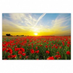 Plakat 200x135cm Pole maków...