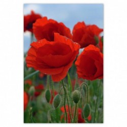 Plakat 62x93 Maki polne na...