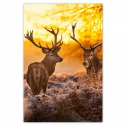 Plakat 62x93 Jelenie o poranku