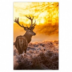 Plakat 62x93 Jeleń o...