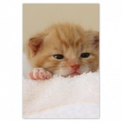 Plakat 62x93 Miły kotek