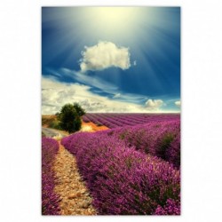 Plakat 62x93 Lawendowy pejzaż