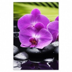 Plakat 62x93 Storczyk na...