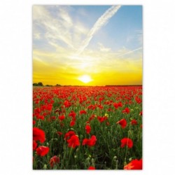 Plakat 62x93 Pole maków z...