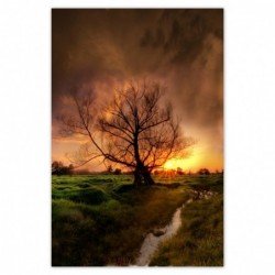 Plakat 62x93 Dąb w...