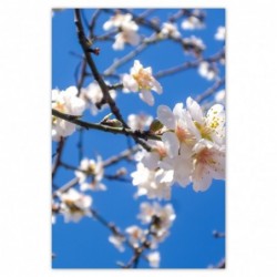 Plakat 62x93 Kwiat jabłoni