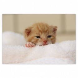 Plakat 155x105cm Miły kotek