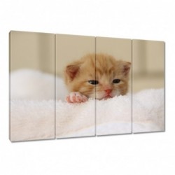 Obraz 120x80cm Miły kotek