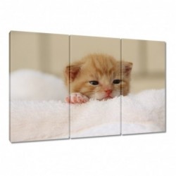 Obraz 120x80cm Miły kotek