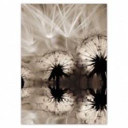 Plakat 50x70cm Dmuchawce...