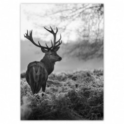 Plakat 50x70cm Czarno-biały...