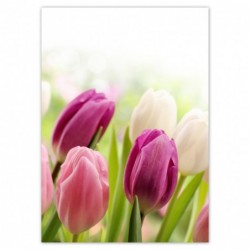 Plakat 50x70cm Piękne tulipany