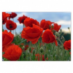 Plakat 70x50cm Maki polne...