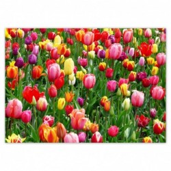 Plakat 70x50cm Kolorowe...