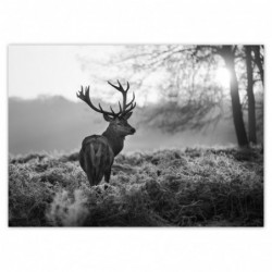 Plakat 70x50cm Czarno-biały...