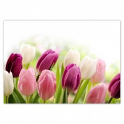 Plakat 70x50cm Piękne tulipany