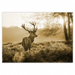 Plakat 70x50cm Jeleń w lesie