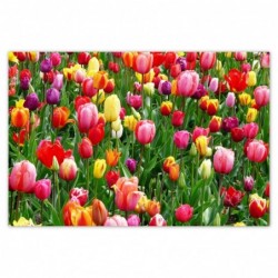 Plakat 120x80cm Kolorowe...