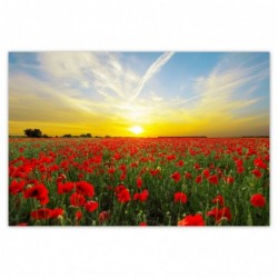 Plakat 120x80cm Pole maków...