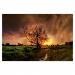 Plakat 120x80cm Dąb w...