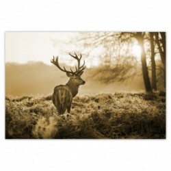 Plakat 120x80cm Jeleń w lesie