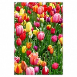 Plakat 80x120cm Kolorowe...